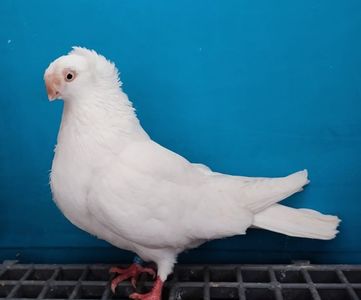 28019 femelă 2024