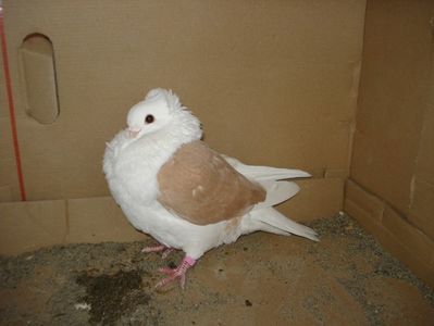 66-24 f