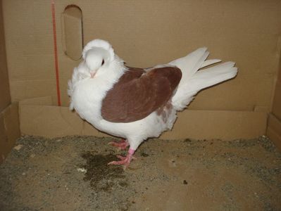 26-24 f bun; pui p 15
