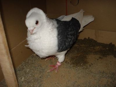 173-17 f; pui 19
