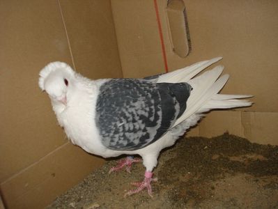 56-24 f