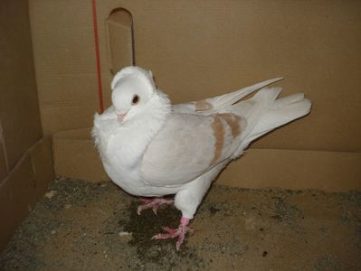 139-17 f; pata piept
