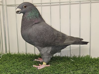 FEMELĂ UK 23 - C2856