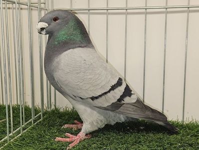 MASCUL RO 22 - 1135