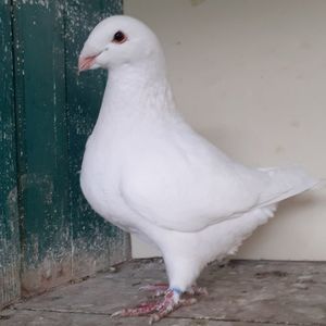 Femela 2024
