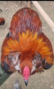 Araucana Gold sau Aur