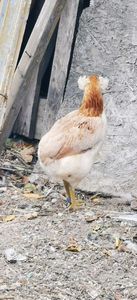 Araucana Gold sau Aurie