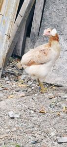 Araucana Gold sau Aurie