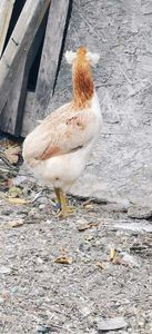Araucana Gold sau Aurie