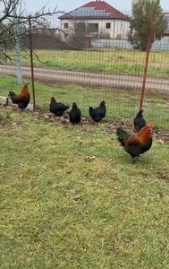 Gaini Marans Negru Aramiu