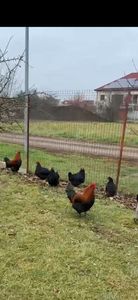 Gaini Marans Negru Aramiu