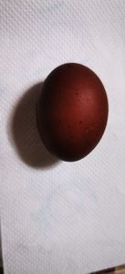 Ou Gaini Marans Negru Aramiu
