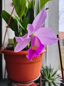 Cattleya hybr.