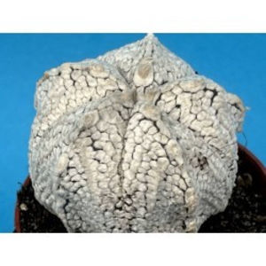 Astrophytum myriostigma 'Extreme Snow'