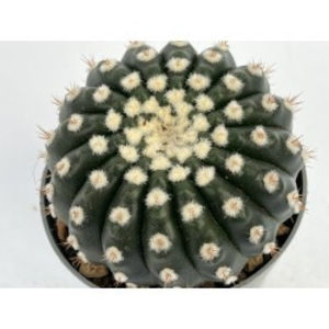 Notocactus uebelmannianus 'Inermis'