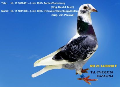 RO 21 1436018 F Pret 150 Lei + transportul