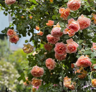 Abraham Darby (tufa) 70