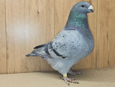 MASCUL RO 24 - 1031