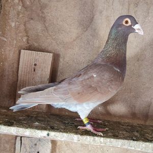 Mascul 24-392 NL