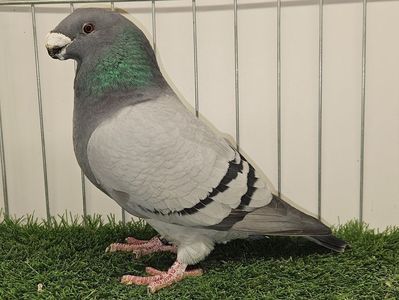 MASCUL RO 22 - 2176