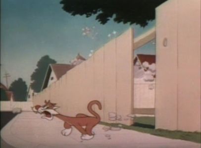 Dog Gone Cats