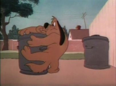Dog Gone Cats
