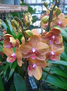 Img.2025.01.15; Phalaenopsis Bologna 19,99€
