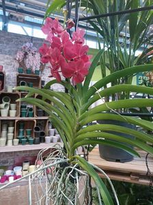 Img.2025.01.15-Vanda