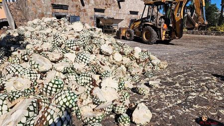 AGAVE Fruits for Tequila Preparing 1