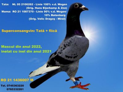 RO 21 1436007 M Pret 150 Lei + transportul