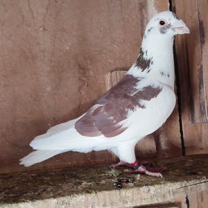 Mascul 22-595