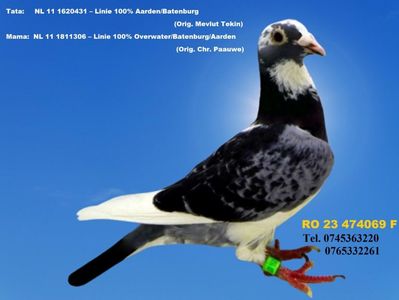 RO 23 474069 F PRET 150 Lei + transportul