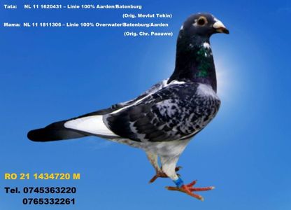 RO 21 1434720 M  Pret 150 Lei +  transportul