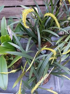 Img.2025.01.15-Dendrochillum