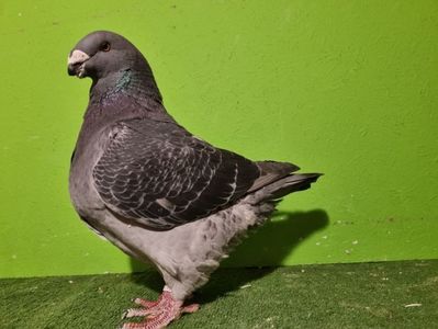 MASCUL H 21 - 20555 - ÎMPRUMUTAT ZIMNICEA