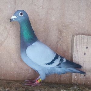 Mascul 24-421