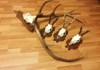 Set decorativ cu cerb carpatin_4