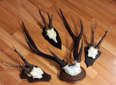 Set decorativ cu cerb sika_2