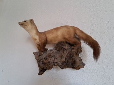 Jder naturalizat