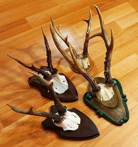 Pachet de trofee cu caprior siberian_1