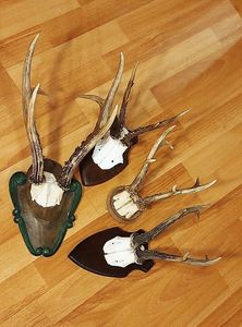 Pachet de trofee cu caprior siberian_3