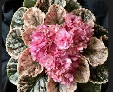 Rebel s Rosebud 25 lei rezervat
