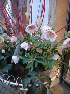 IMG20250120165552