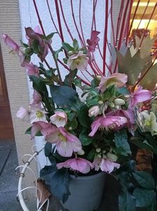 IMG20250120165604