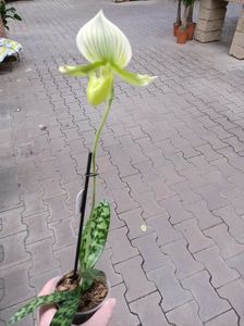 IMG20250124173619