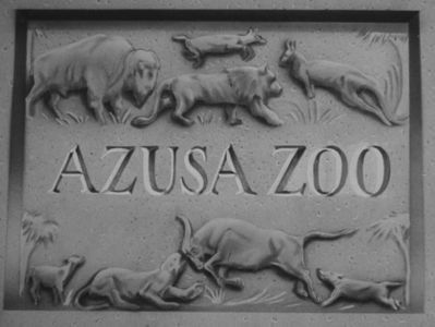 Whos Who In The Zoo