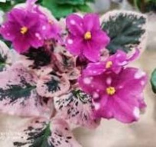Rivermist Calypso