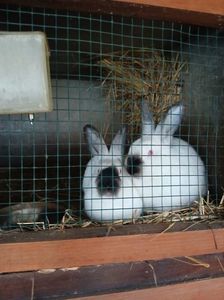 IMG-20250130-WA0025
