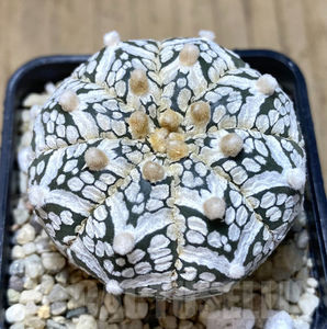 Astrophytum asterias ‘Super Kabuto’ V-type