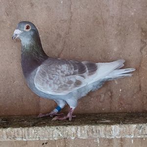 Mascul 23-431